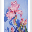 Load image into Gallery viewer, Bearded Iris Study 1
